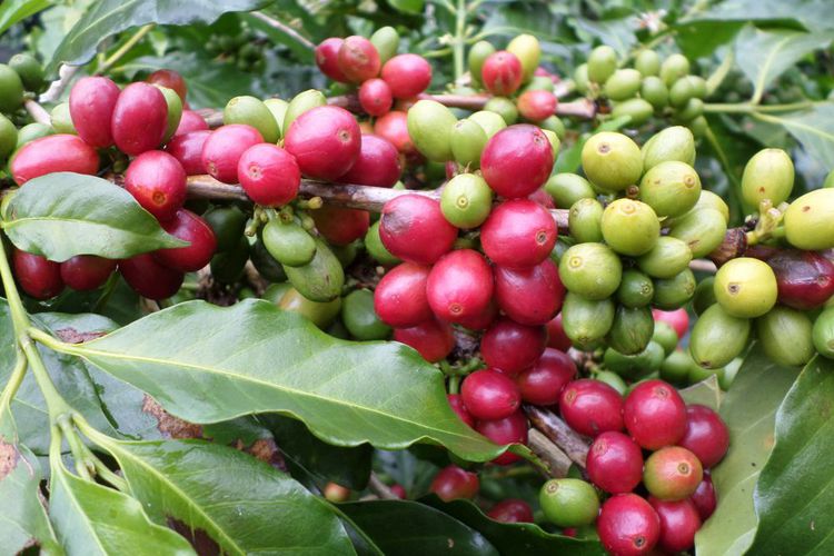 Kopi Dataran Tinggih Gayo Asli Kampung Bener Meriah 